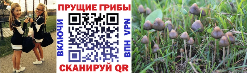 даркнет Telegram  магазин  наркотиков  Сердобск  Галлюциногенные грибы MAGIC MUSHROOMS 